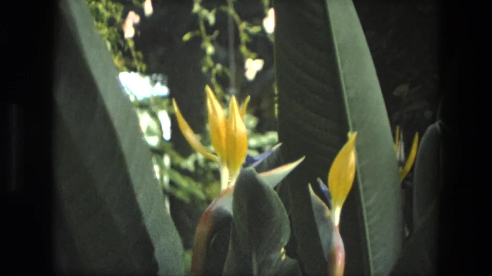 1972 Iran home-movie still with yellow Bird of Paradise flowers framed tightly against tall green leaves.