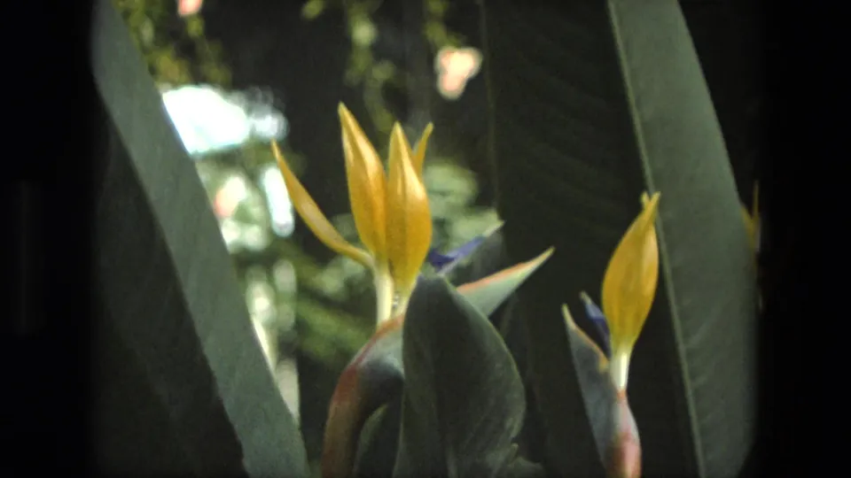 1972 Iran 8mm still showing a yellow Bird of Paradise bloom, a smaller bud, and large green leaves.