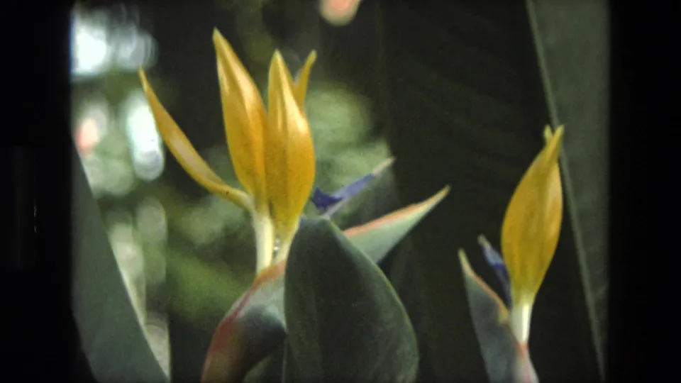 1972 Iran 8mm close-up of yellow Bird of Paradise petals against layered green leaves and shaded foliage.