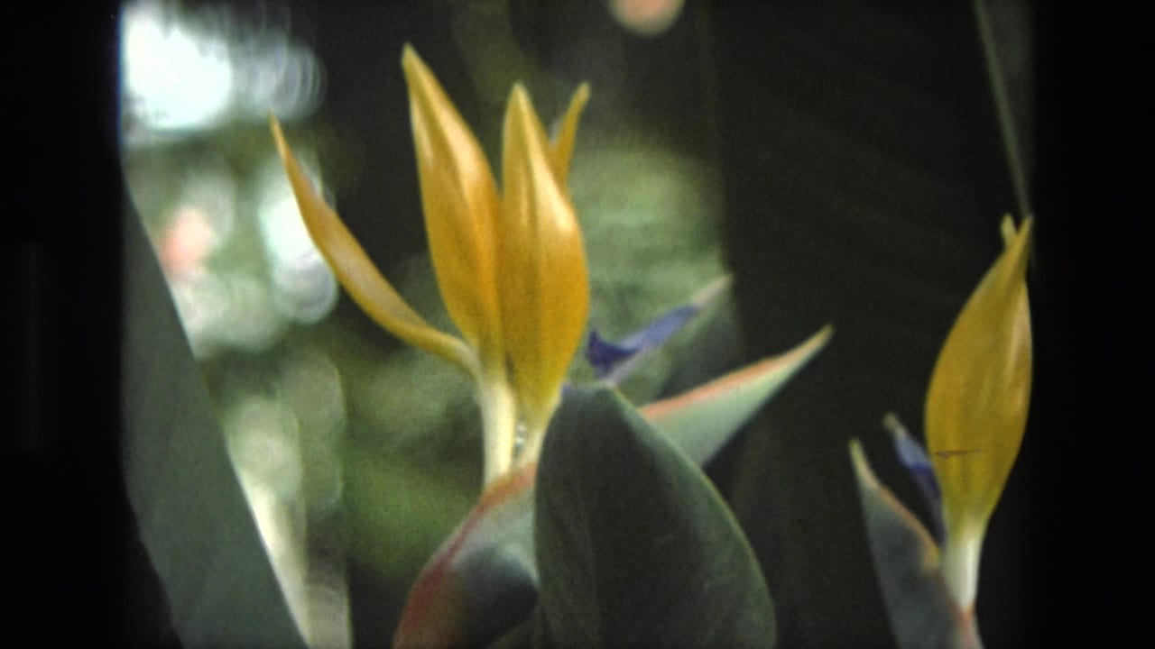 Likely Iran 1972 8mm frame showing a yellow Bird of Paradise bloom with blue accents and soft green foliage behind it.