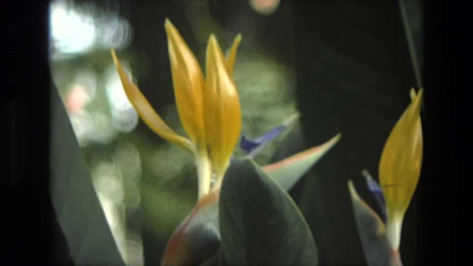 Likely Iran 1972 8mm frame showing a yellow Bird of Paradise bloom with blue accents and soft green foliage behind it.
