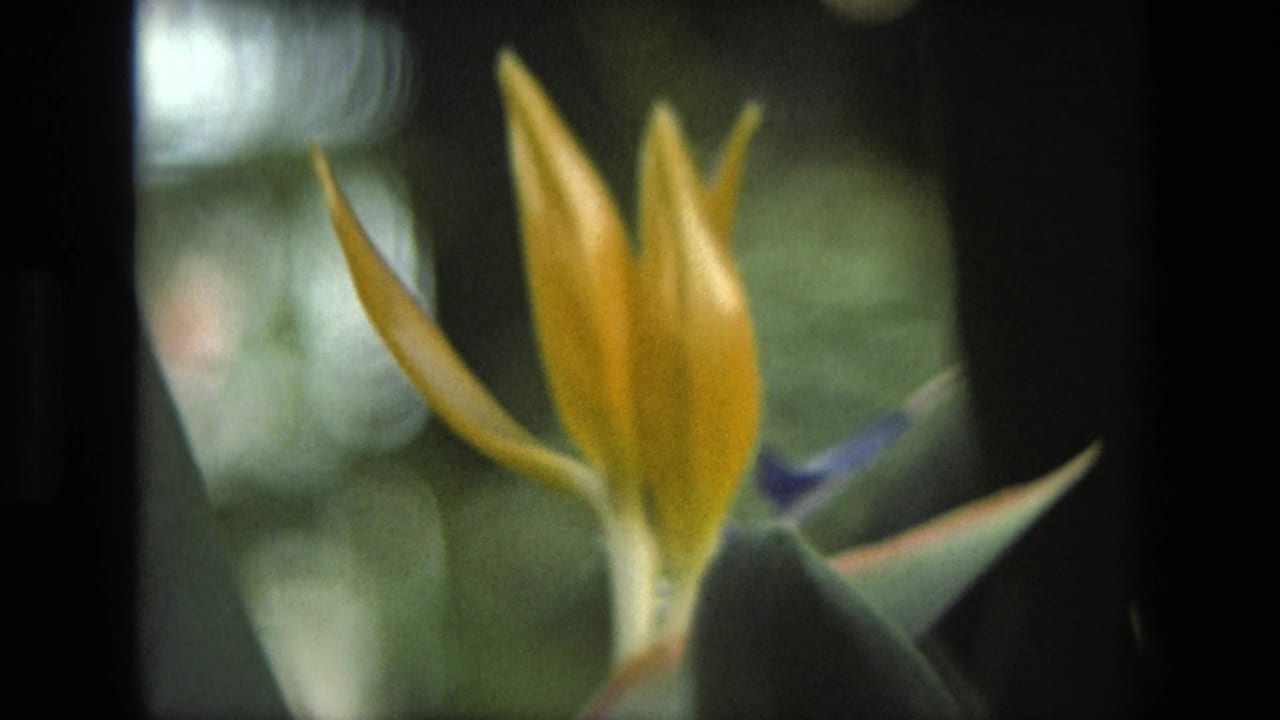 Likely Iran 1972 8mm frame with a yellow Bird of Paradise bloom in soft focus, surrounded by broad leaves and garden light.