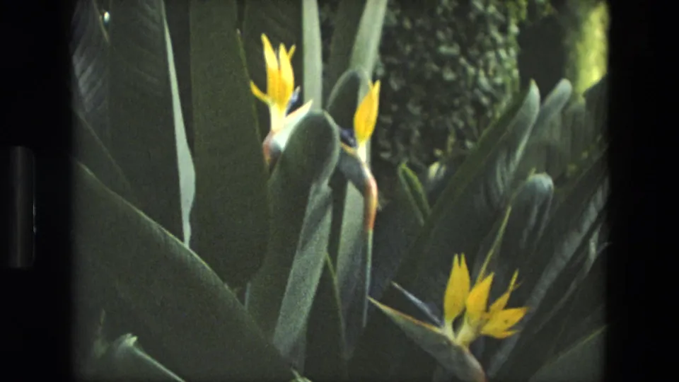 Likely Iran 1972 8mm frame showing multiple yellow Bird of Paradise flowers rising from broad green leaves in a sunny garden setting.