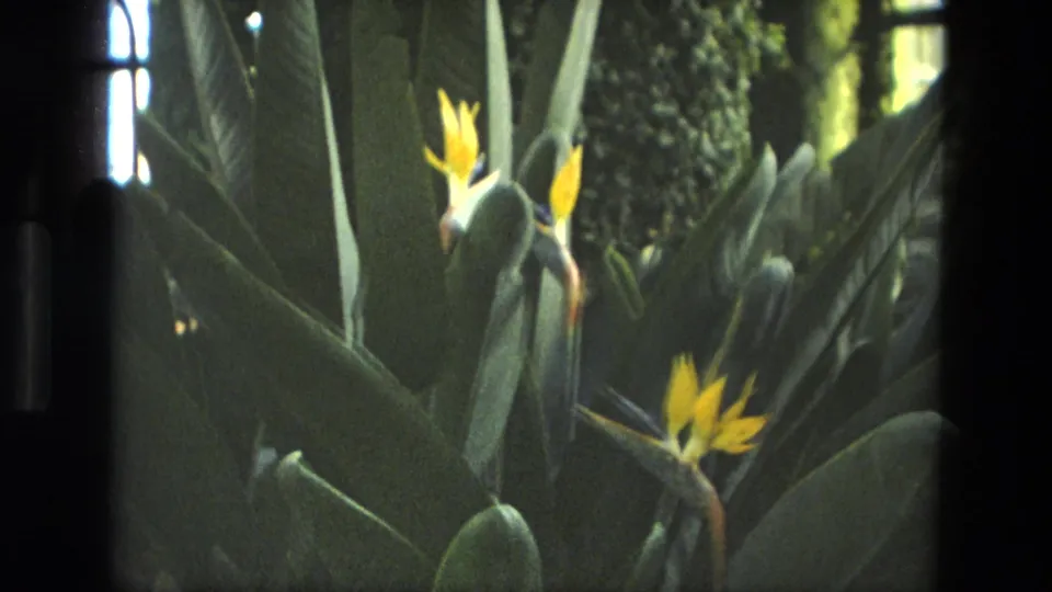 Likely Iran 1972 8mm frame with several yellow Bird of Paradise flowers, blue accents, and layered green leaves in bright outdoor light.