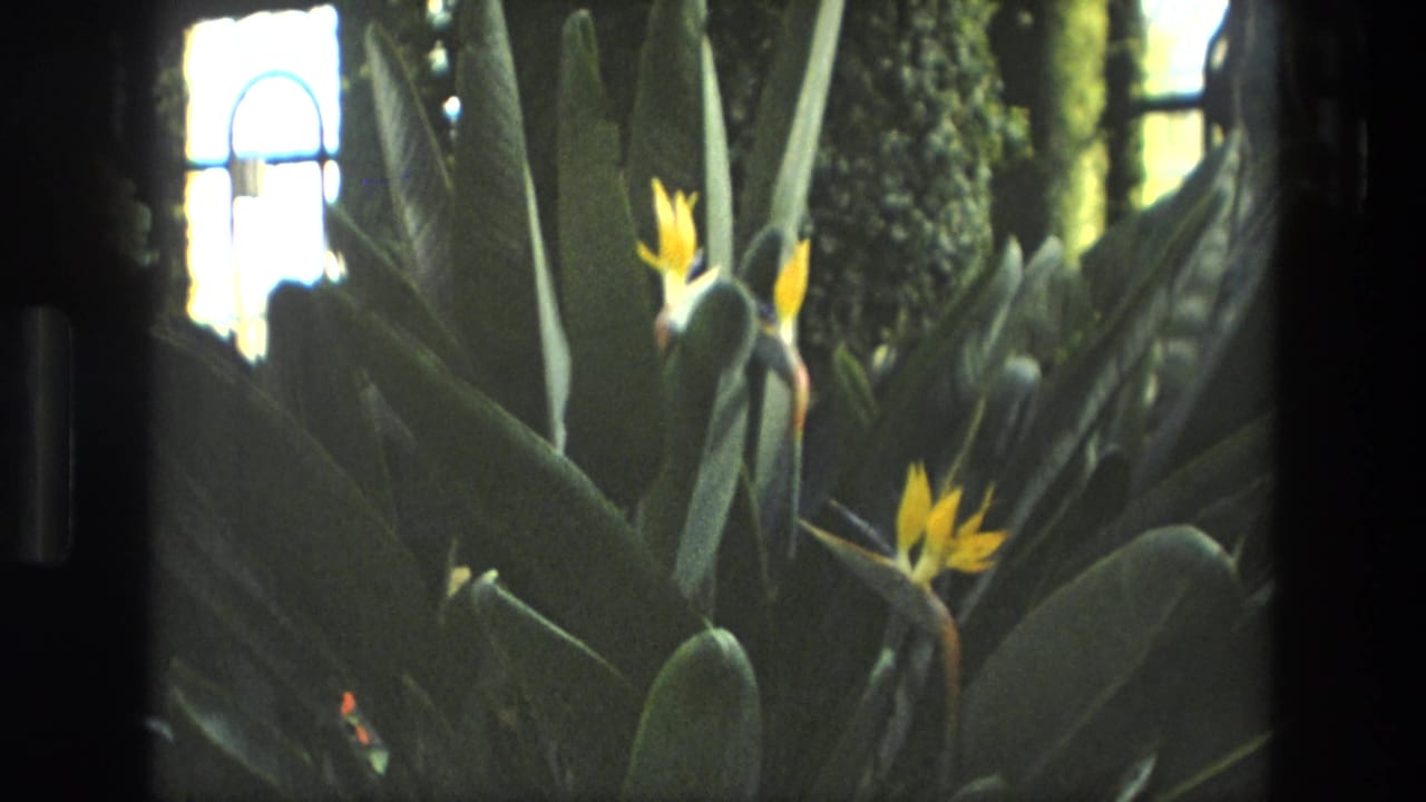 1972 Iran 8mm frame showing bird of paradise blooms rising from dense broad-leaf plants near bright window light.