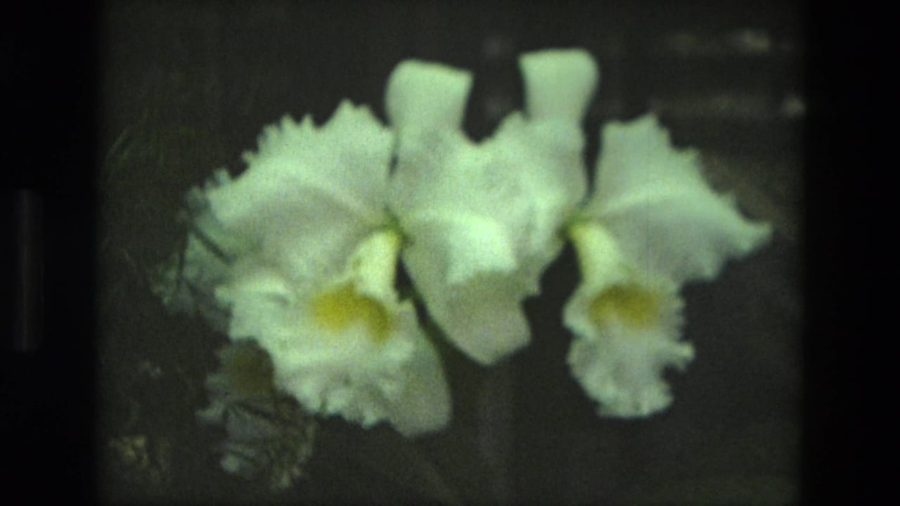 1972 Iran 8mm frame with soft-focus white orchids and yellow throats set against a dim indoor garden background.