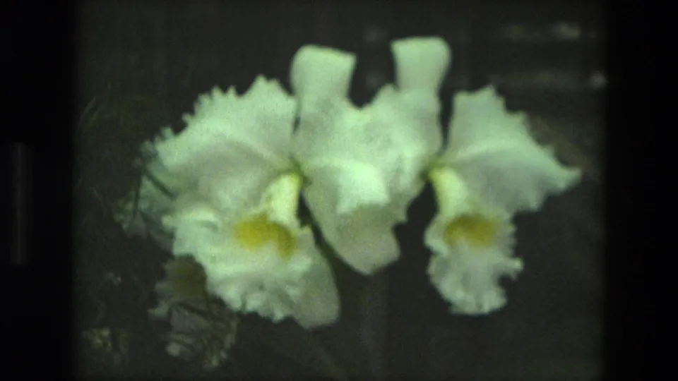 1972 Iran 8mm frame with soft-focus white orchids and yellow throats set against a dim indoor garden background.