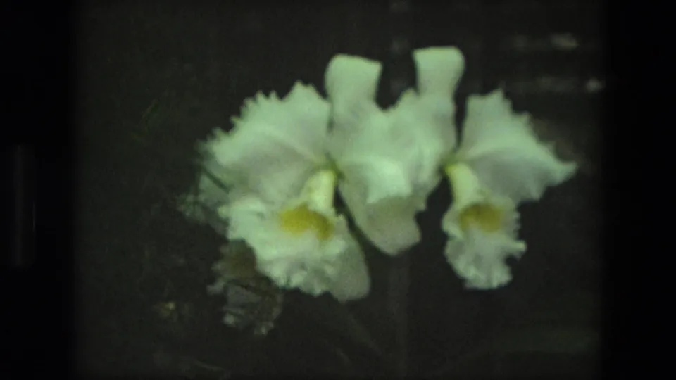 1972 Iran 8mm frame showing a closer view of white orchids with ruffled petals, yellow centers, and subdued background detail.