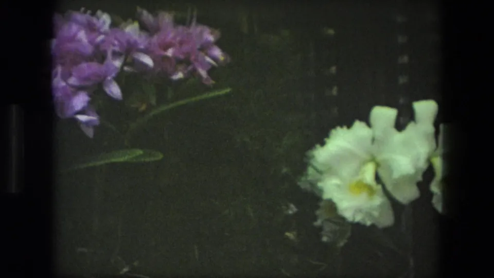 1972 Iran 8mm frame showing purple blossoms beside white orchids in a shadowed indoor garden or greenhouse scene.