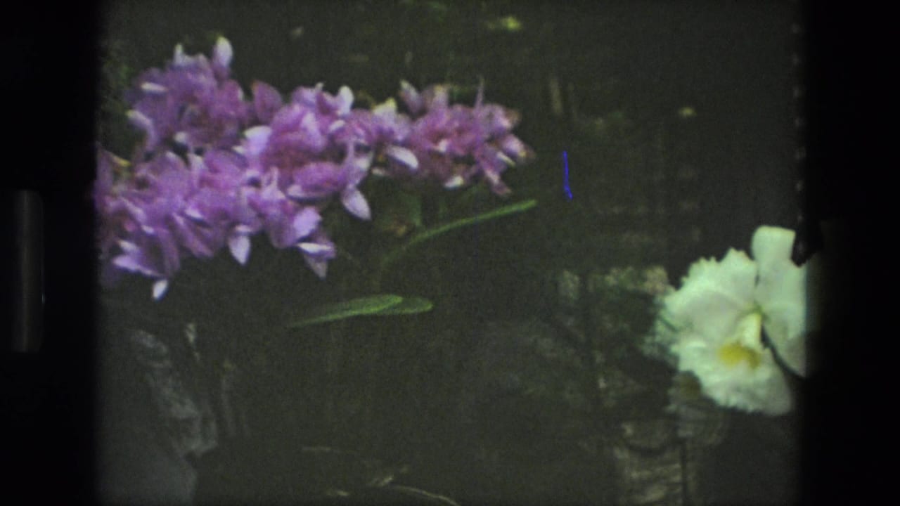 Purple orchids and a white bloom in a shaded garden frame.