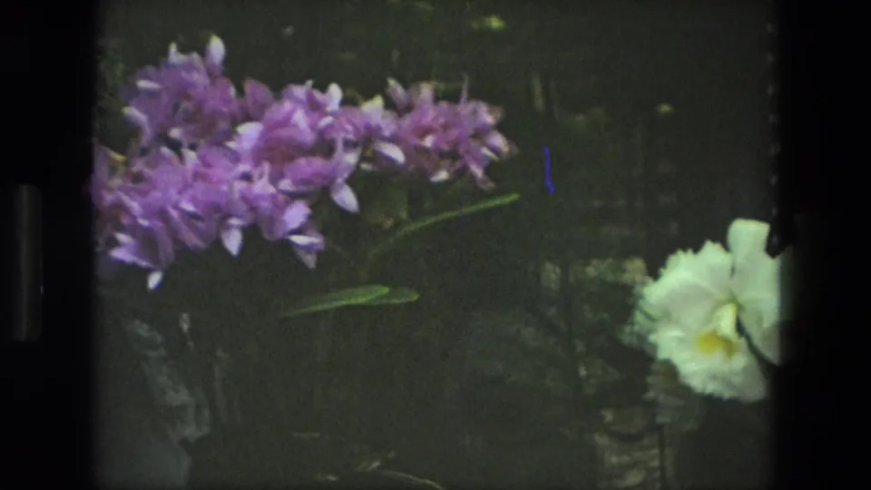 1972 Iran home-movie frame showing purple orchids and a white orchid bloom against dark garden foliage.