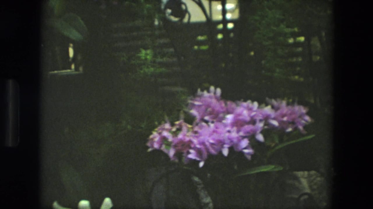 1972 Iran 8mm frame with a purple orchid cluster, deep green plants, and a decorative railing or gate behind it.