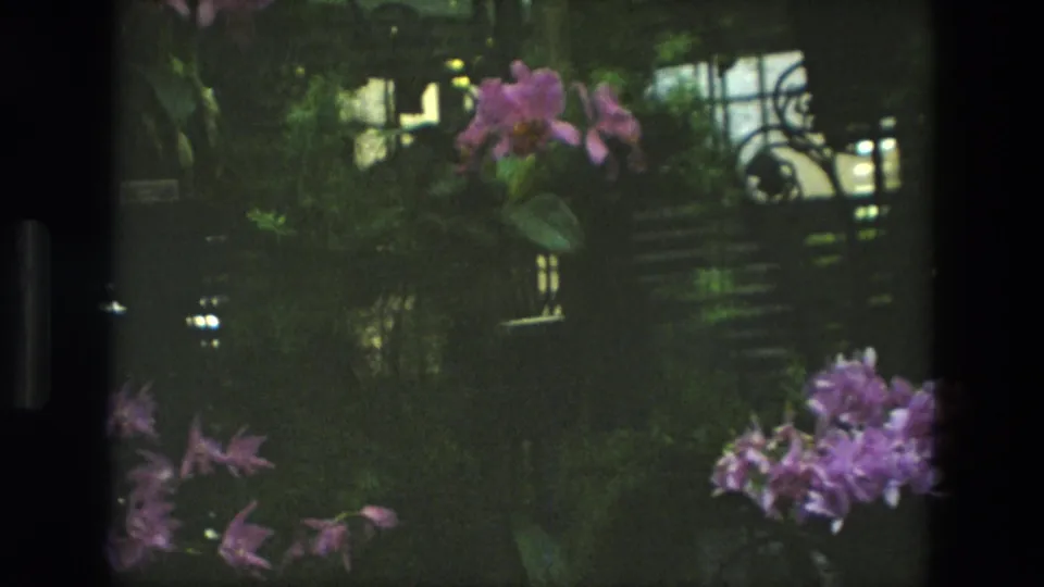 1972 Iran home-movie frame showing purple orchids at the edges of a dim garden view with leafy plants and background structure.