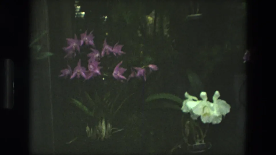 1972 Iran 8mm frame with purple orchids, white blooms, potted stems, and dark green garden foliage.