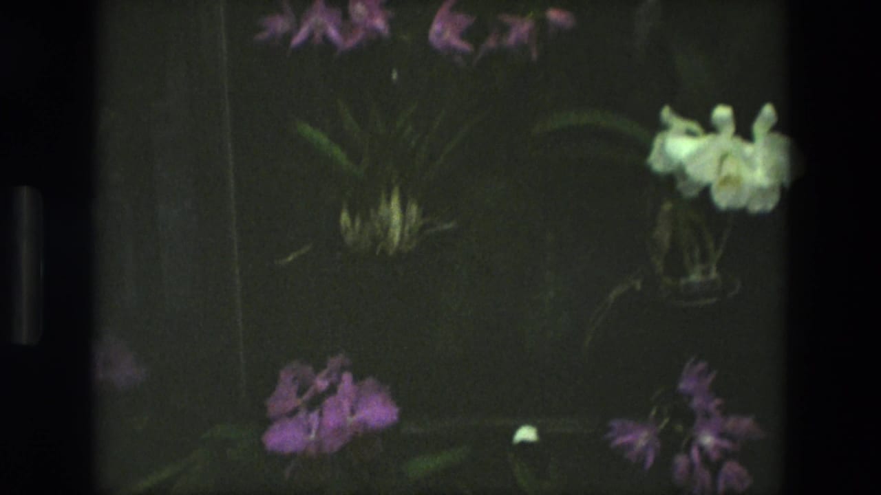 1972 Iran 8mm frame showing purple and white greenhouse flowers among dark green leaves, with soft focus and visible film borders.