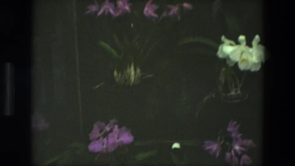 1972 Iran 8mm frame showing purple and white greenhouse flowers among dark green leaves, with soft focus and visible film borders.