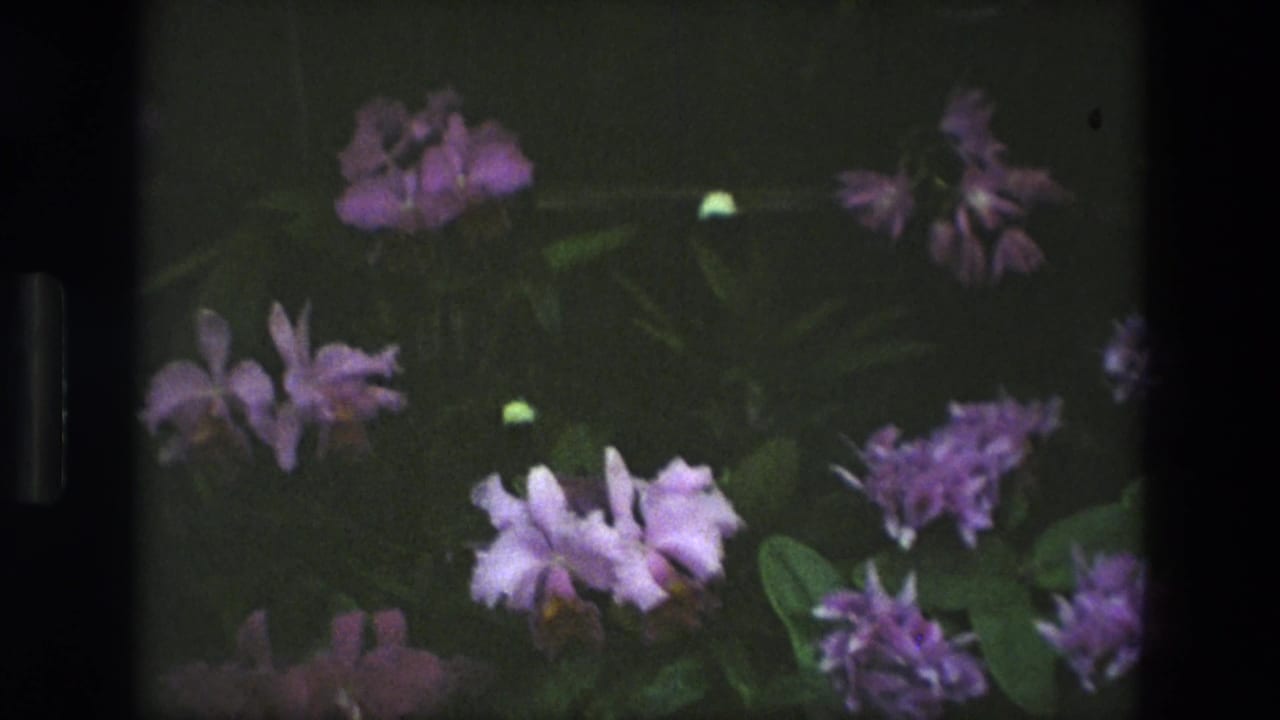 1972 Iran home-movie frame with lavender-purple blossoms, pale orchid-like flowers, and waxy leaves in a conservatory setting.