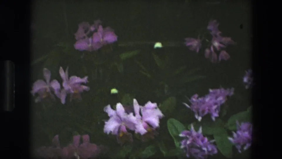 1972 Iran home-movie frame with lavender-purple blossoms, pale orchid-like flowers, and waxy leaves in a conservatory setting.