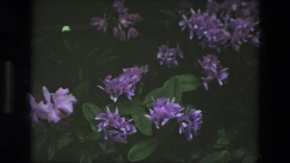 1972 Iran 8mm still showing dense purple blossoms and broad green leaves in a softly exposed greenhouse or conservatory view.