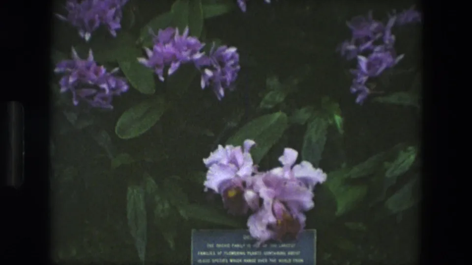 1972 Iran home-movie frame showing purple and white greenhouse flowers, glossy leaves, and a small informational plant label.