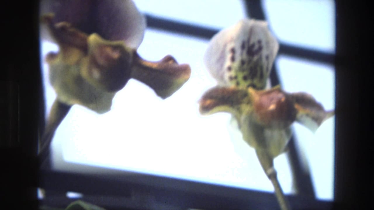 Soft close-up of bearded orchid blooms against a bright window and dark frame edge.