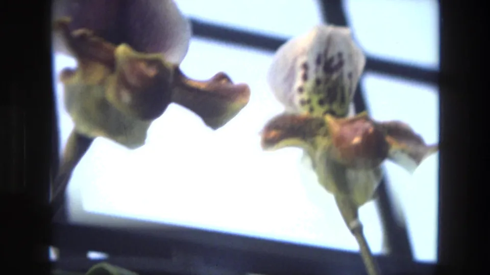 1972 Iran 8mm frame showing softly focused bearded orchid blossoms, with pale and yellow petals silhouetted near a bright window.
