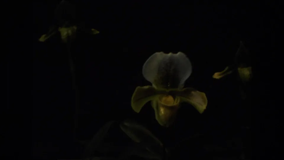 1972 Iran 8mm frame with one bearded orchid bloom emerging from a dark, shadowed indoor display, with faint flowers nearby.