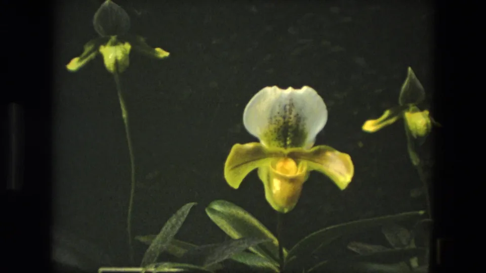 1972 Iran 8mm frame showing a bearded orchid plant with several blooms, slender stems, and green leaves in low indoor light.