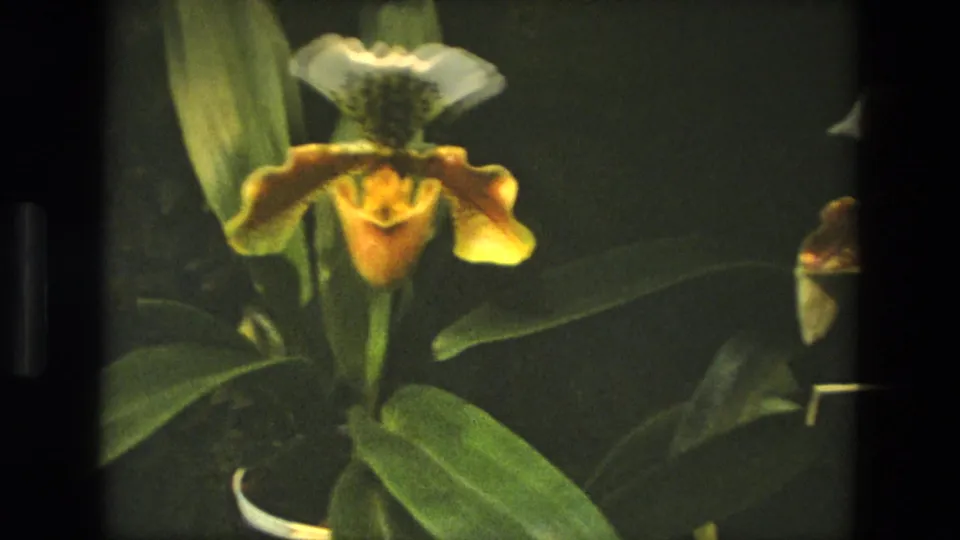 1972 Iran 8mm frame showing a yellow-white bearded orchid bloom above broad leaves, with part of a pot visible in low light.