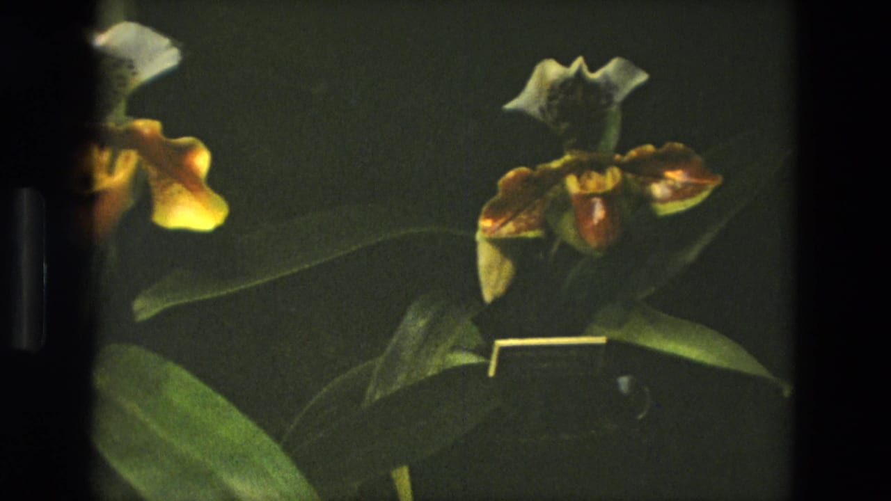 Close view of slipper orchids with yellow and white petals against dark green leaves.