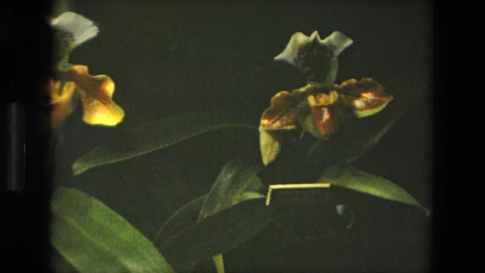 1972 Iran 8mm frame showing potted slipper orchids in close view, with yellow-white blooms, broad leaves, and dark greenhouse shadows.