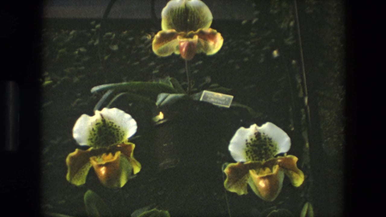 Several slipper orchids in pots, with white and yellow blooms and small plant labels.