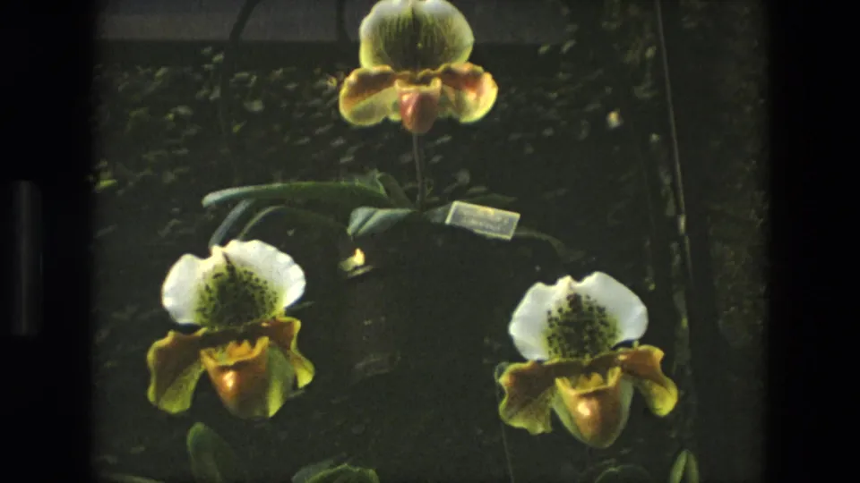 1972 Iran 8mm frame of several potted slipper orchids, showing speckled white petals, yellow pouches, green foliage, and plant tags.
