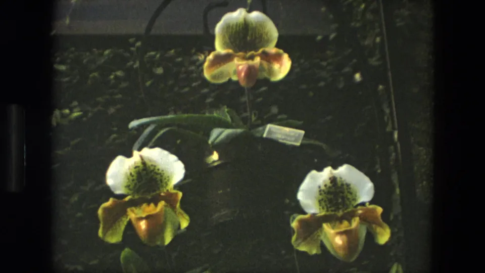 1972 Iran 8mm frame with three slipper orchid blooms in a greenhouse-like display, including white petals, yellow pouches, leaves, and a label.