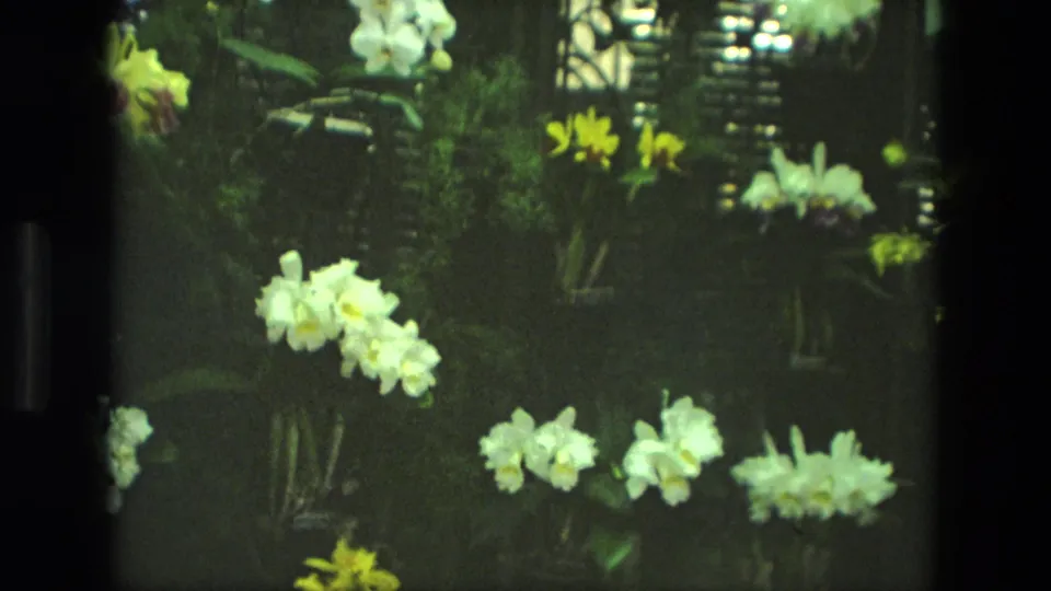 1972 Iran 8mm frame showing a wider greenhouse display with white flower clusters, yellow blooms, potted plants, leaves, and dim interior light.