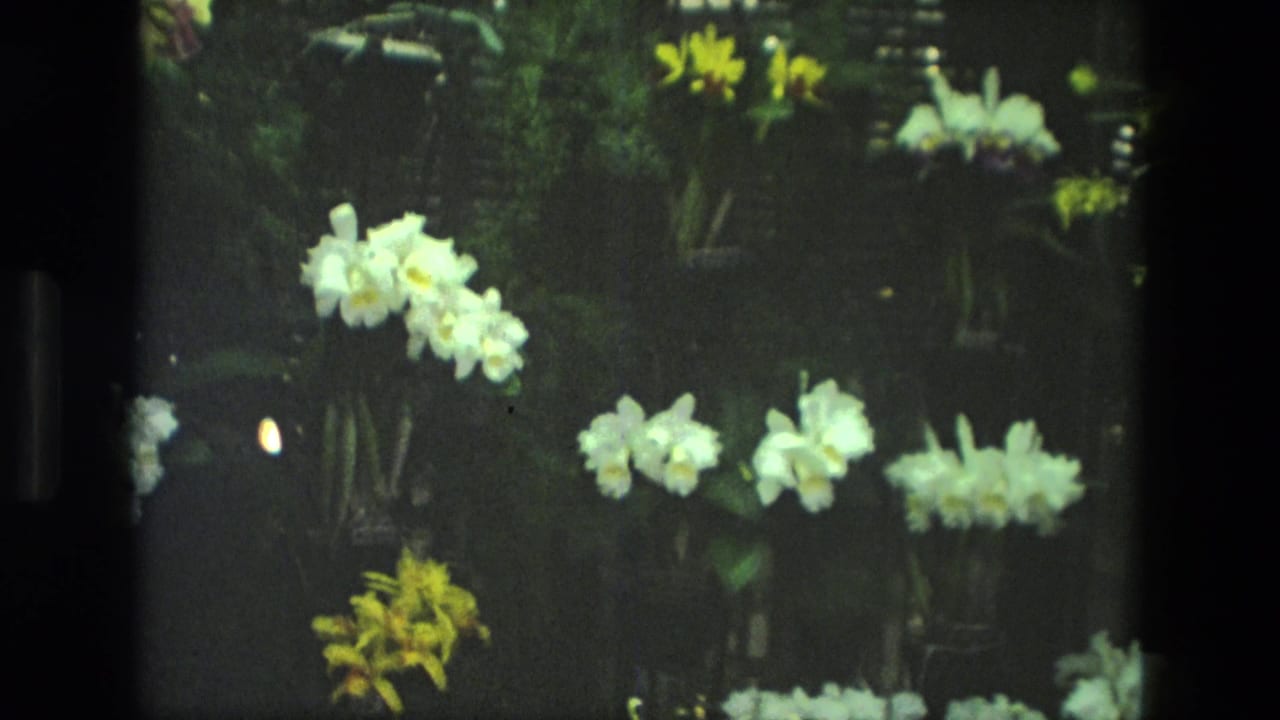 White and yellow orchids against dark green foliage in a dim indoor display.