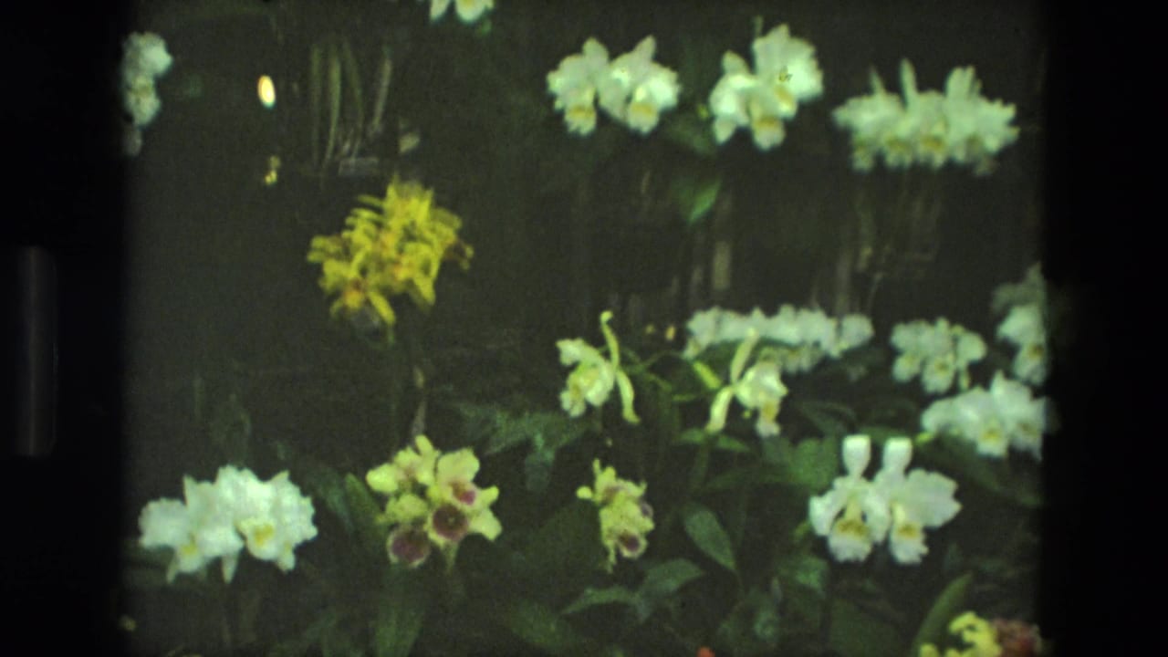 Several white orchids and yellow-red blossoms arranged against a dark leafy background.