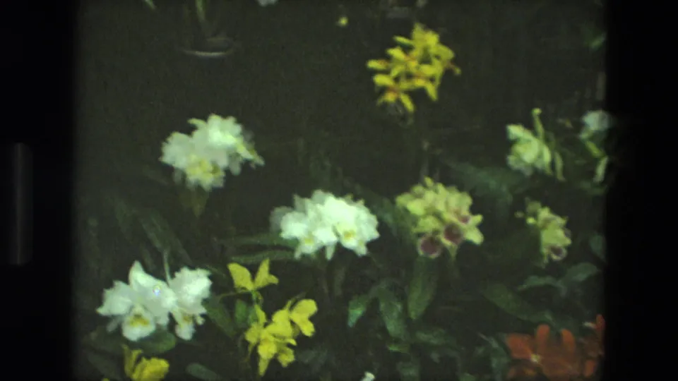 1972 8mm frame showing white orchids, yellow flowers, and leafy stems in an indoor floral display in Iran.