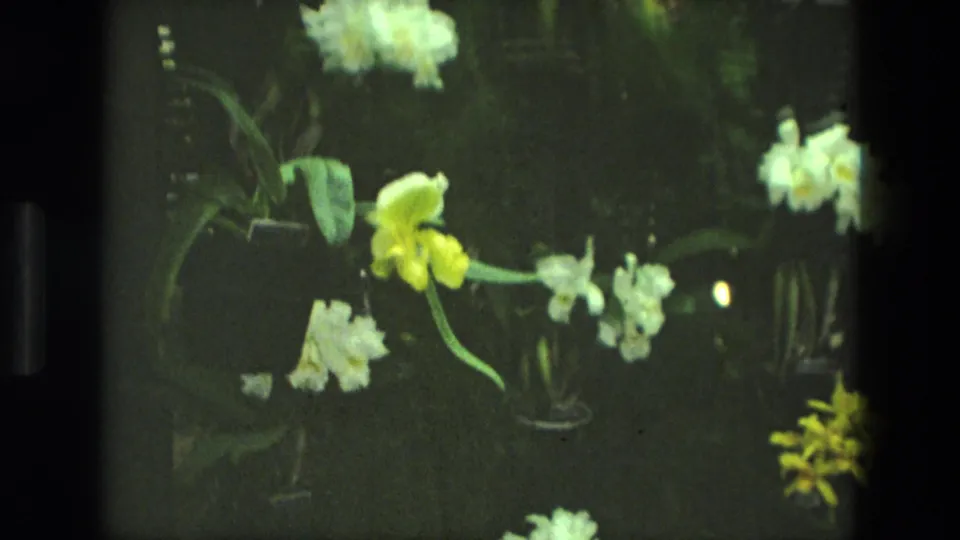 Final 1972 Iran frame with a yellow orchid, scattered white blossoms, and dark foliage in a greenhouse-like setting.