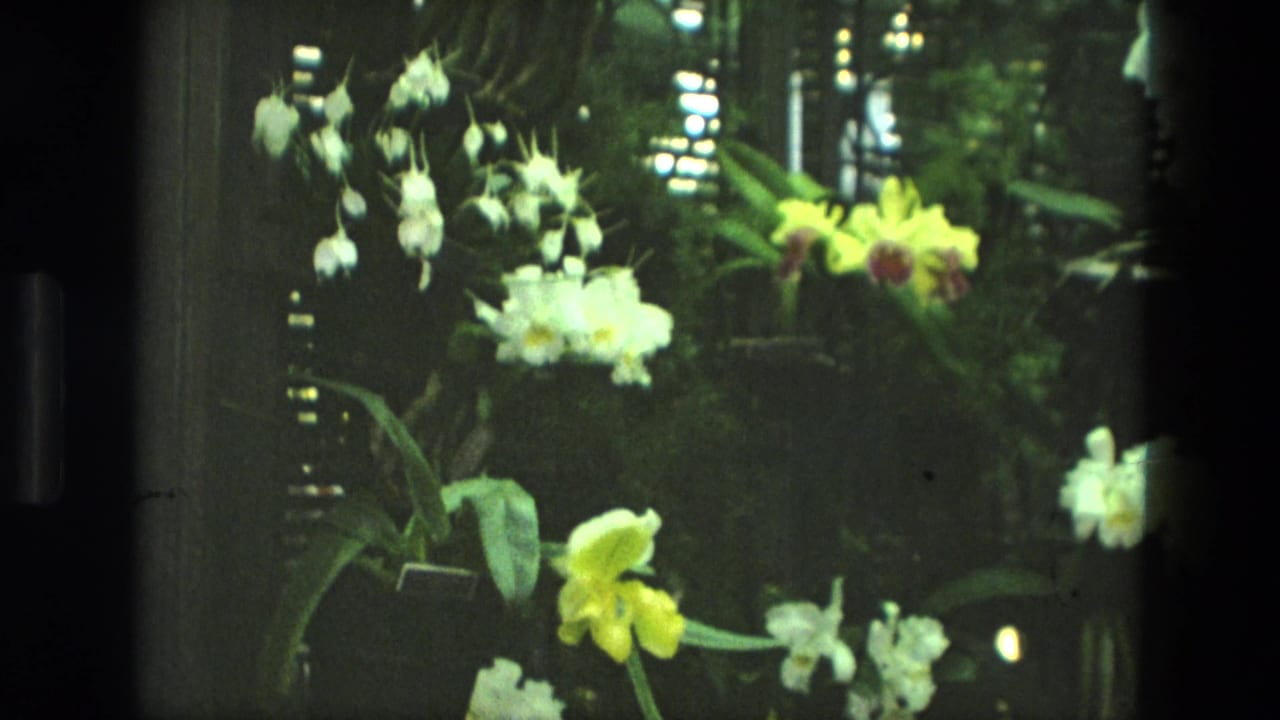 White and yellow orchids inside a glass-walled botanical room.