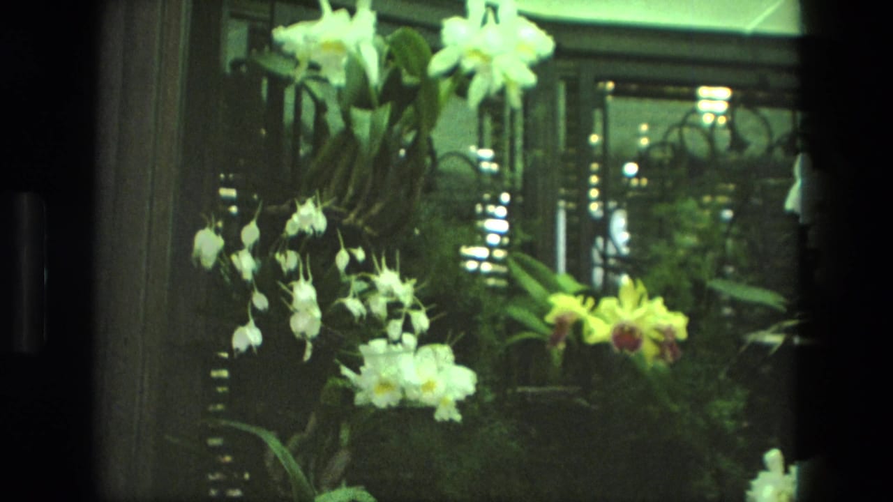 1972 Iran 8mm frame with white orchids, a yellow bloom, dense foliage, window frames, and reflected indoor lighting.