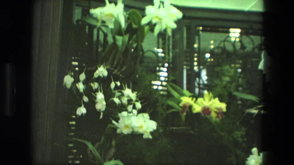 1972 Iran 8mm frame with white orchids, a yellow bloom, dense foliage, window frames, and reflected indoor lighting.