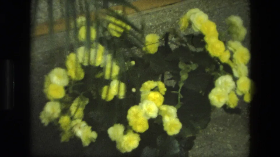 1972 Iran 8mm frame showing yellow blossoms, dark green leaves, and a textured wall or floor surface in soft handheld focus.