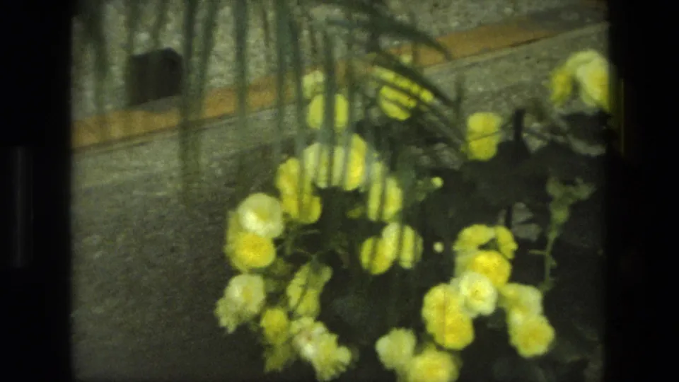1972 Iran 8mm frame with yellow blossoms, leaves, a rough concrete-like surface, and partial reflections from the surrounding room.