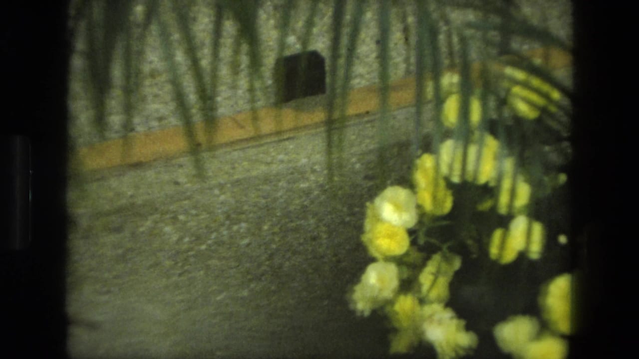Yellow flowers and palm fronds near a textured wall in soft 8mm light.