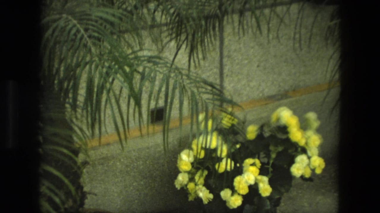 Palm fronds hang over yellow flowers arranged against a wall.