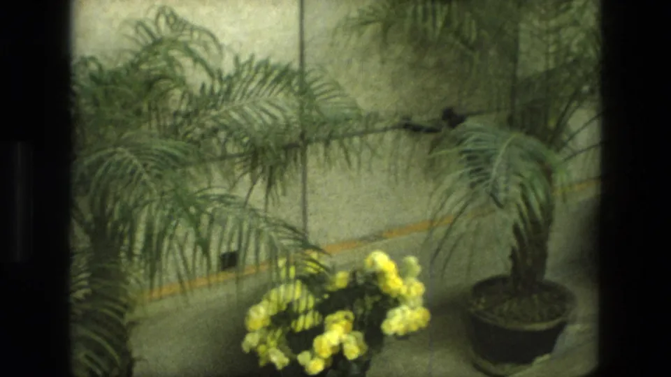 1972 Iran 8mm frame with a yellow flowering pot and a potted palm arranged beside a textured wall.