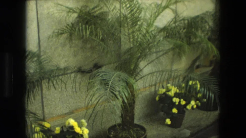 1972 Iran 8mm frame showing a potted palm and yellow flowers near a textured wall during a quiet memorial shot.