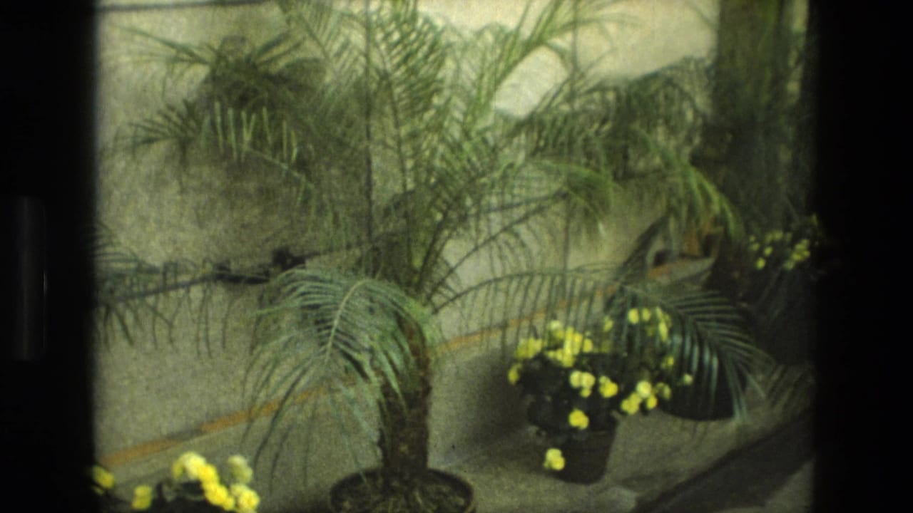 1972 Iran 8mm frame showing a potted palm, yellow flowers, and leafy plants in a sunlit indoor garden display.