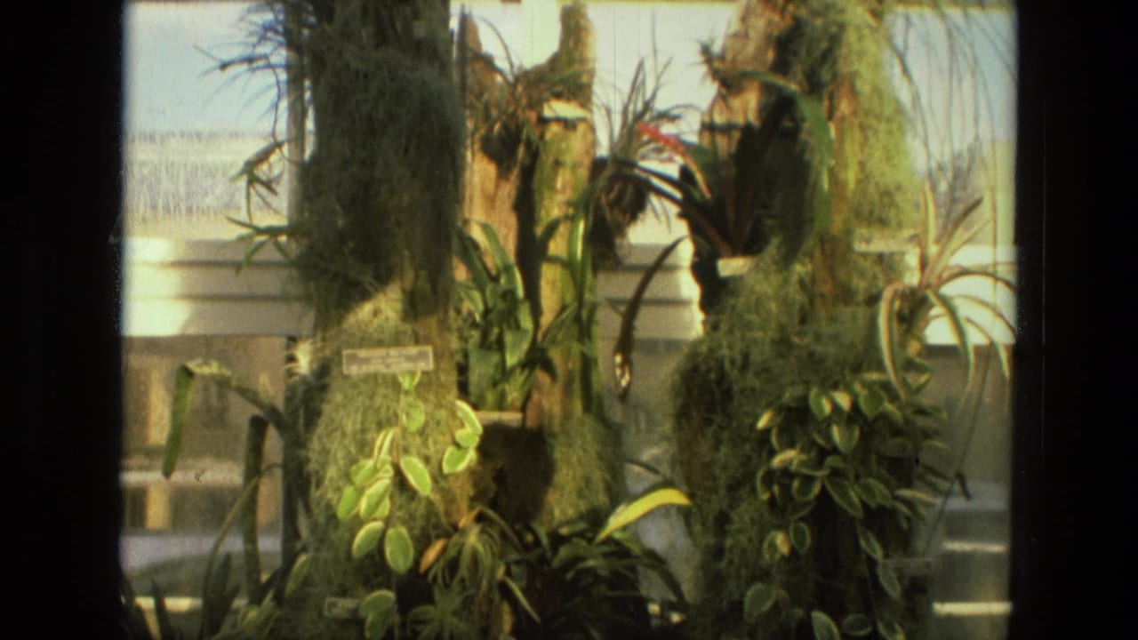 1972 Iran 8mm frame of moss-covered trunks used as planters for tropical foliage beside large windows.